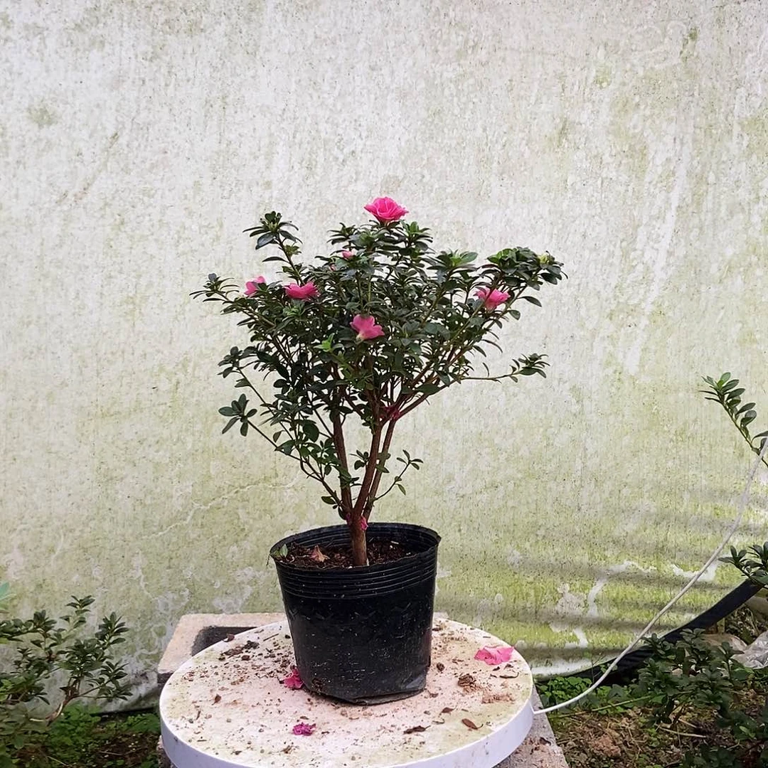 完全开放四季小玫瑰