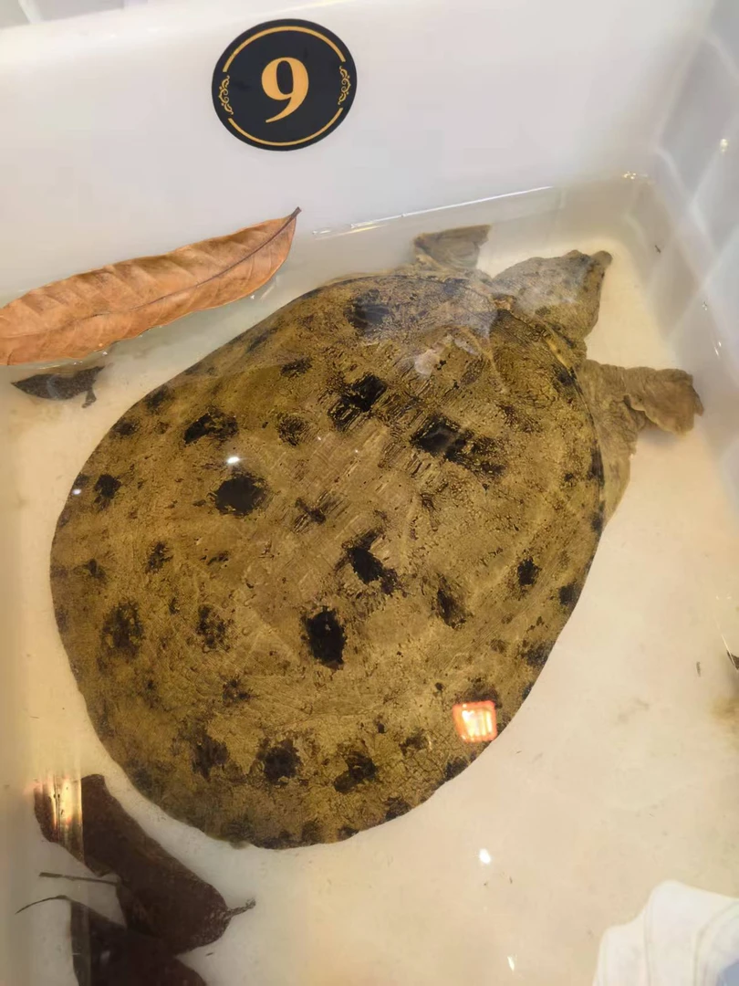 精品甲鱼 山甲  鲜活生猛 3.4斤