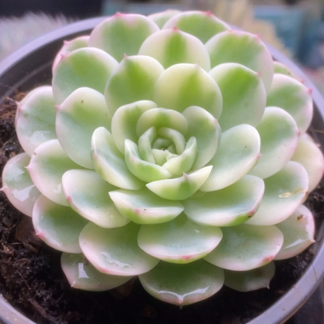 221茉莉花锦锦锦锦锦锦