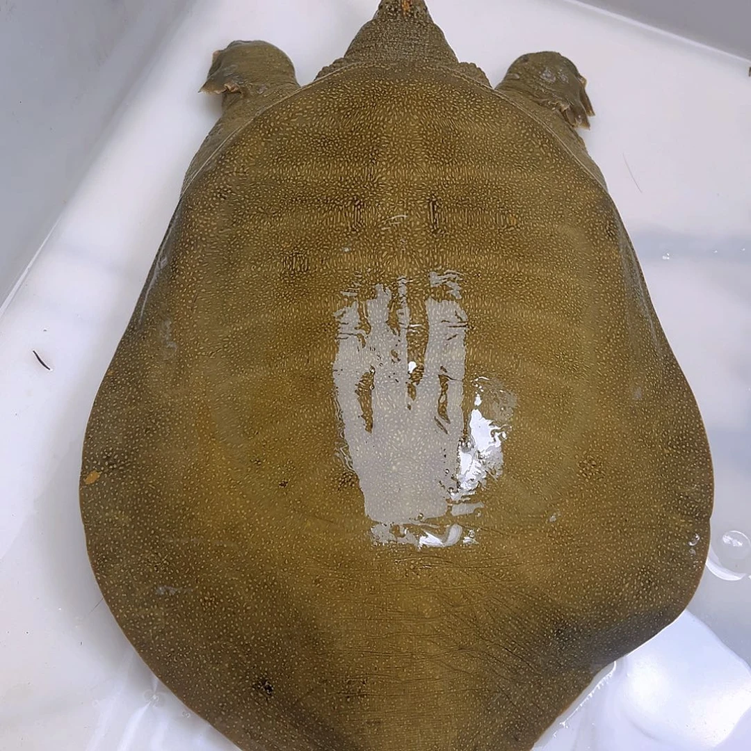 余***锋中国大陆野生甲鱼包邮包活