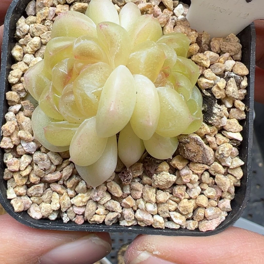 339号现金晗雨多肉植物
