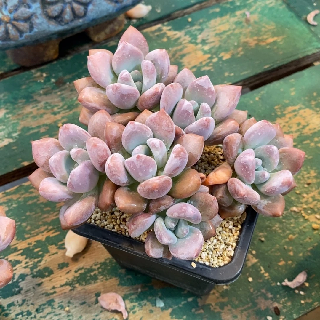 自然科学与人类发展第一线生机第二