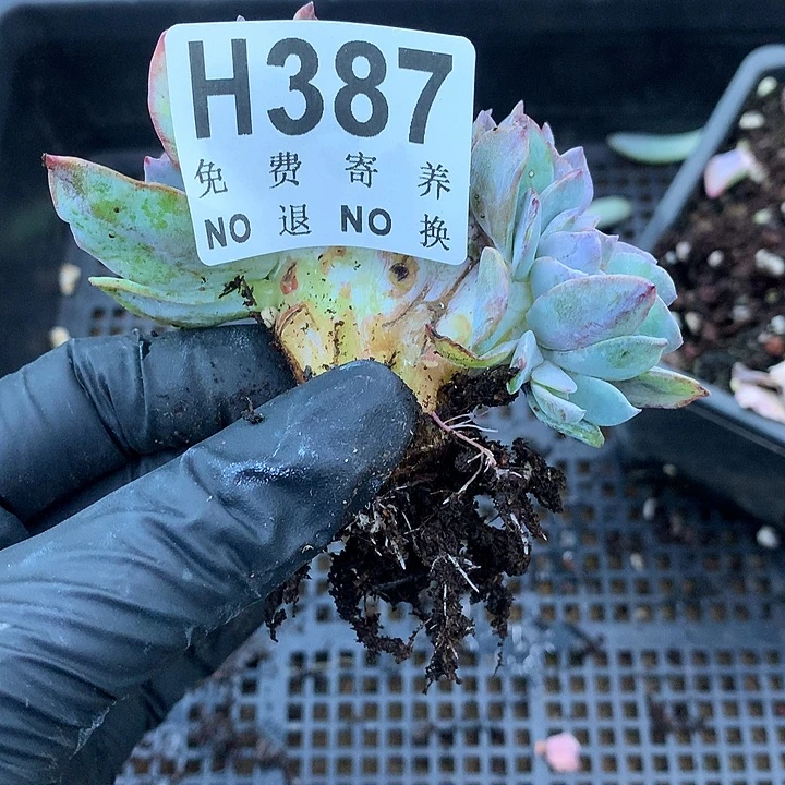 白凤缀化 非偏远38包邮、节后发