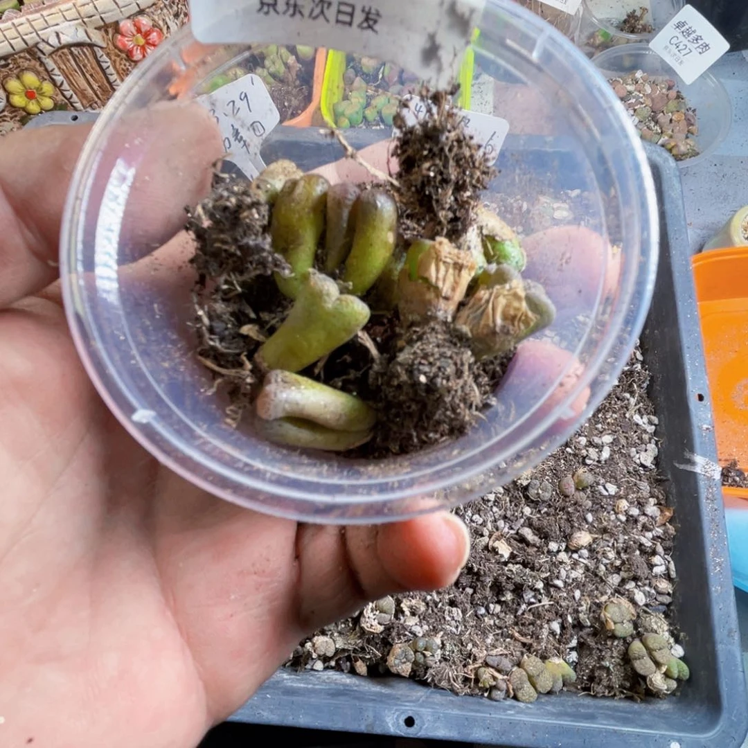 一物一拍c446勋章母本