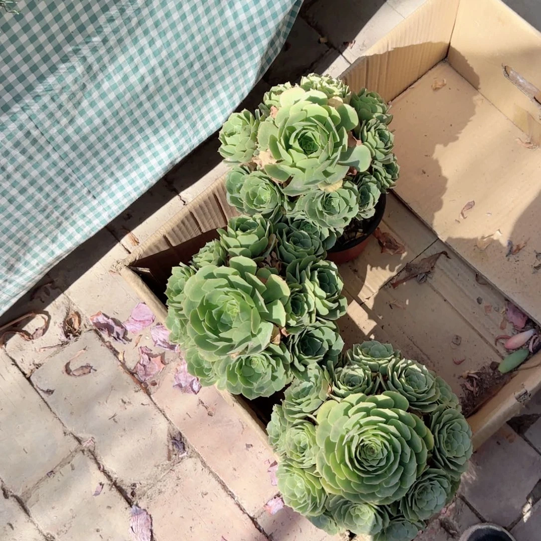 无花朵绿羊绒中号