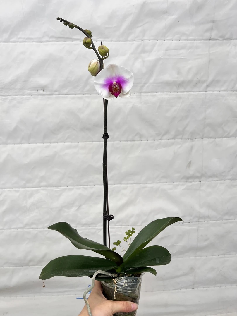 云鹏蝴蝶兰（笑开怀）带花苞发货