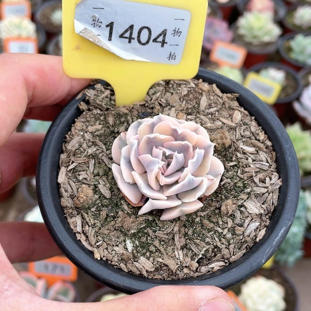 【闪购商品】1404号