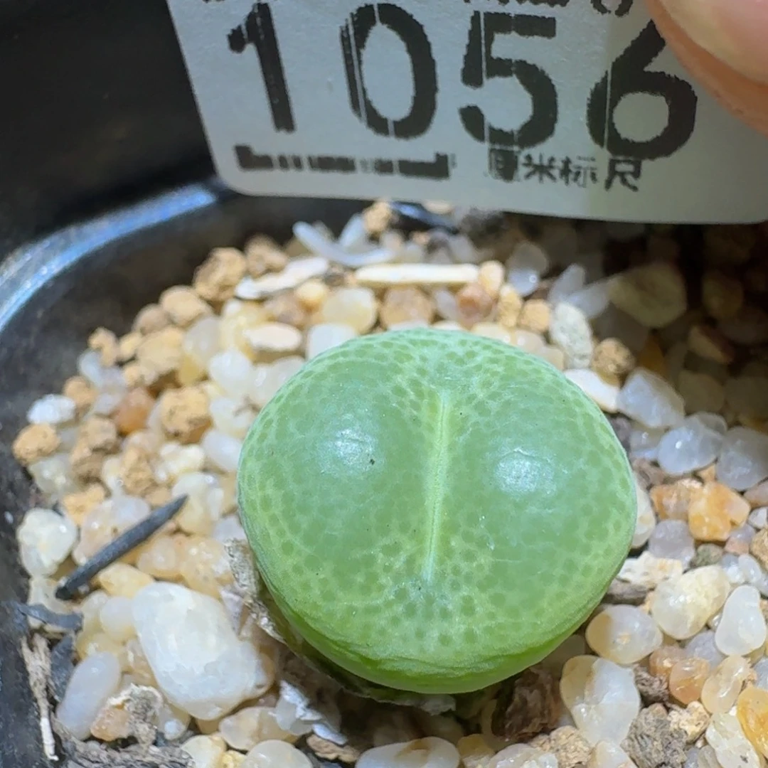 zzzzz精品生石花1056