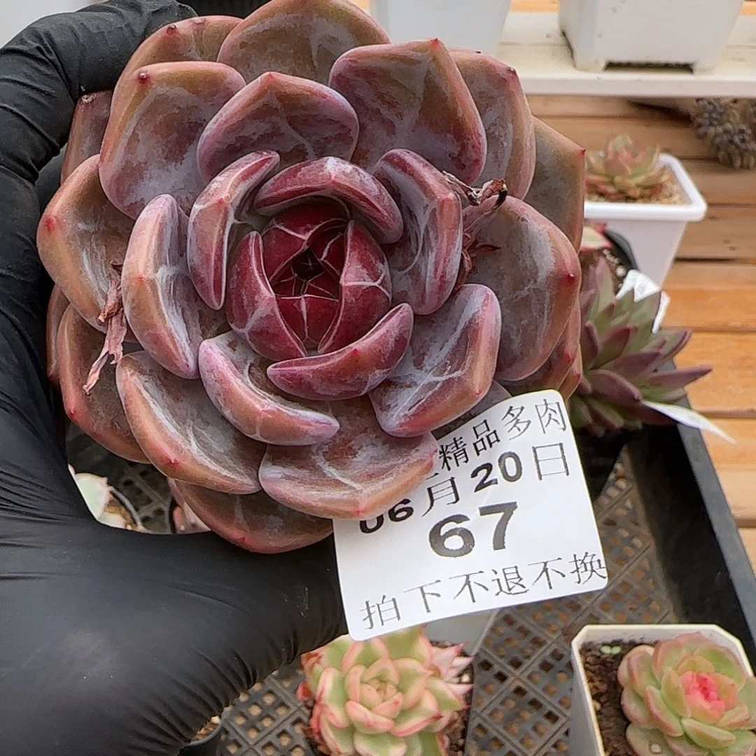 0620-67暗纹单头