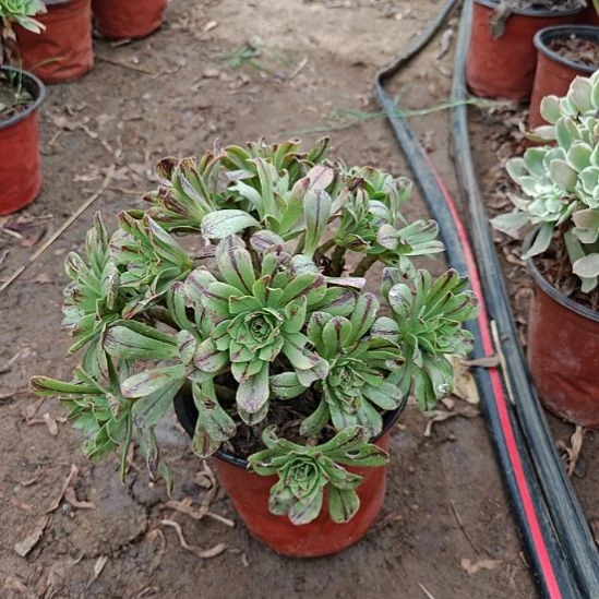 碧火法师加急发货31