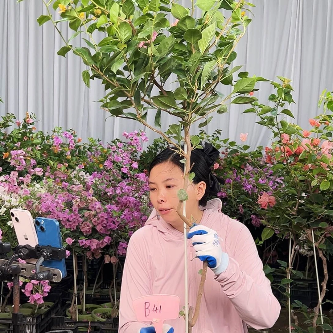用***7大部分花苞少量开放B41变色龙