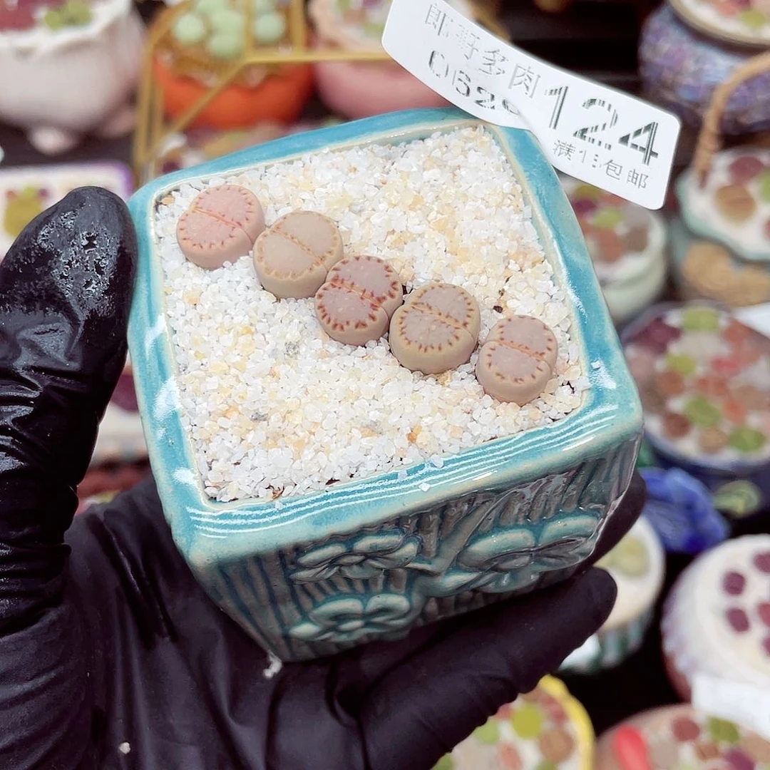 生石花18包邮0620-124