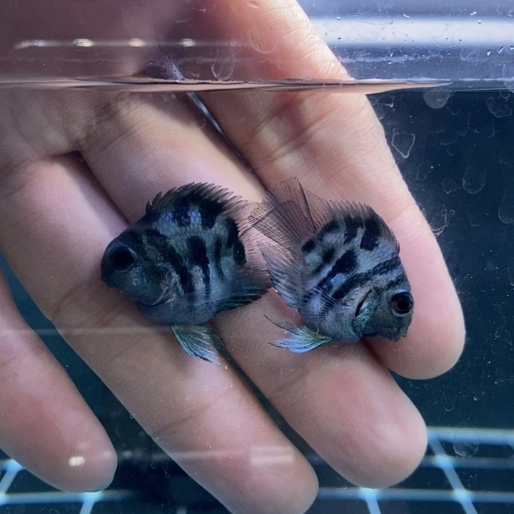 鹦鹉鱼娃娃脸宝蓝两条微瑕