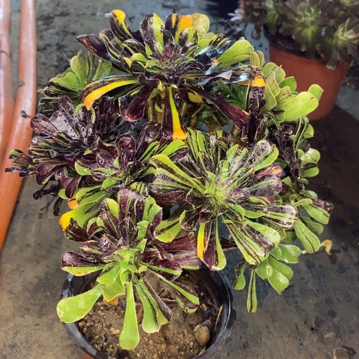 水墨丹青多肉植物58。