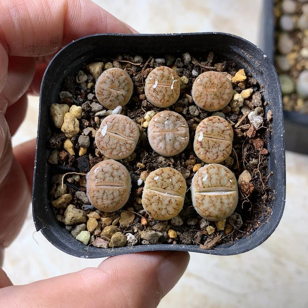 K191多肉植物保护