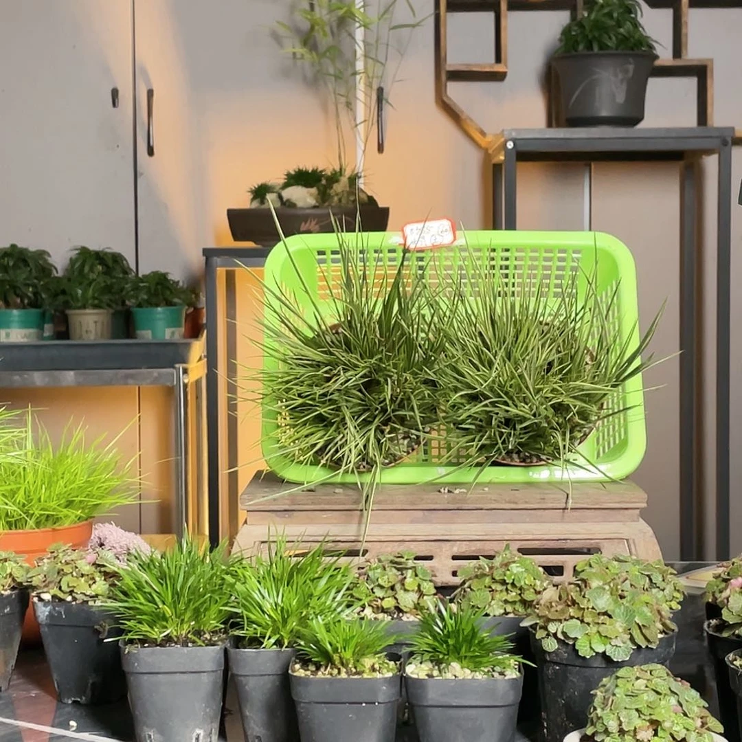 【闪购商品】不开花植物