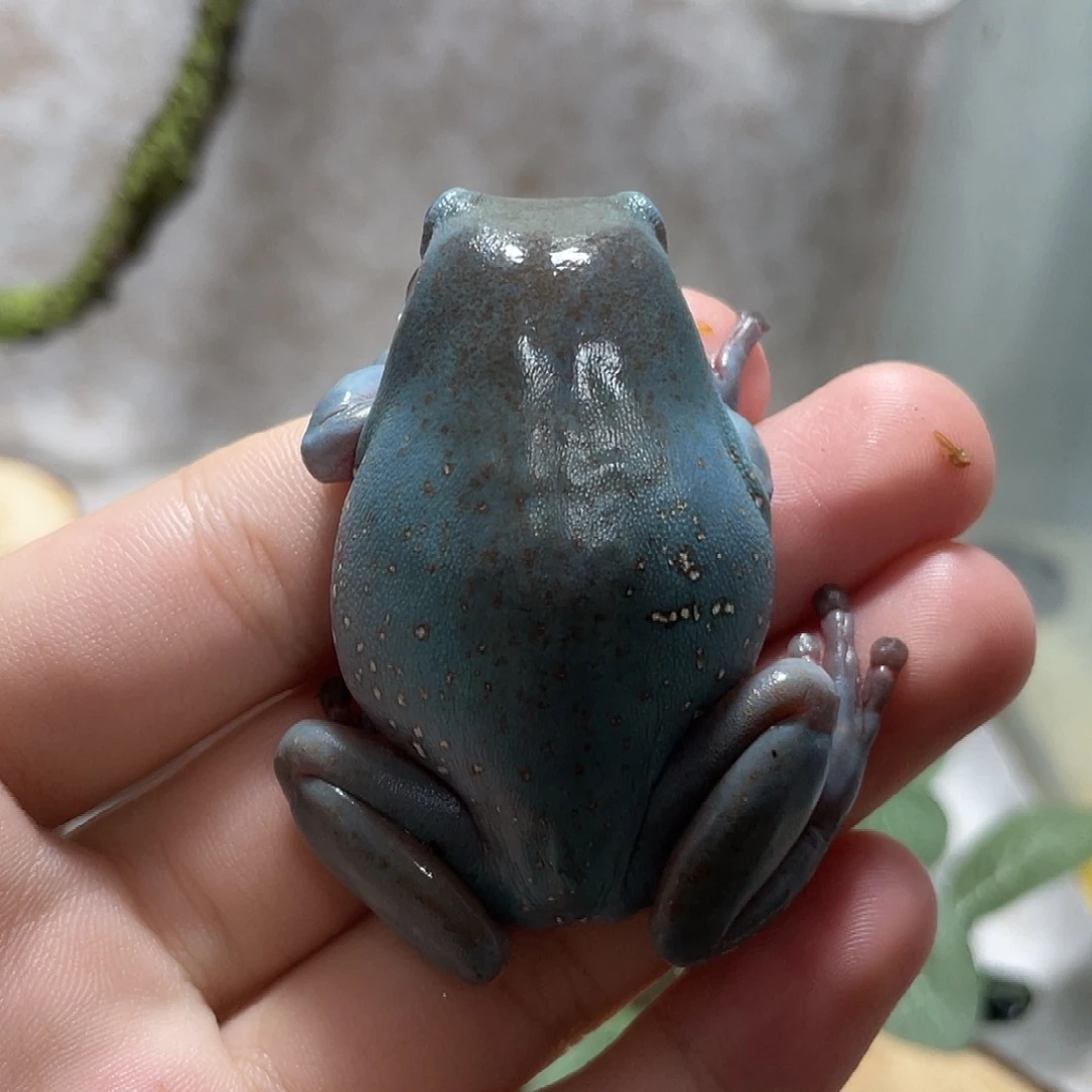 老爷树蛙特殊雪花特蓝