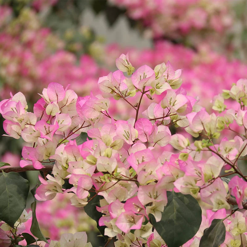 绿樱 三角梅壮苗好养易开花花卉基地  不带花