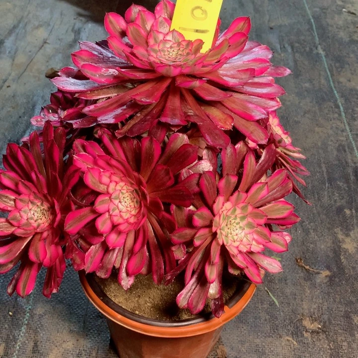 d****号901红铜白多肉一物一拍～