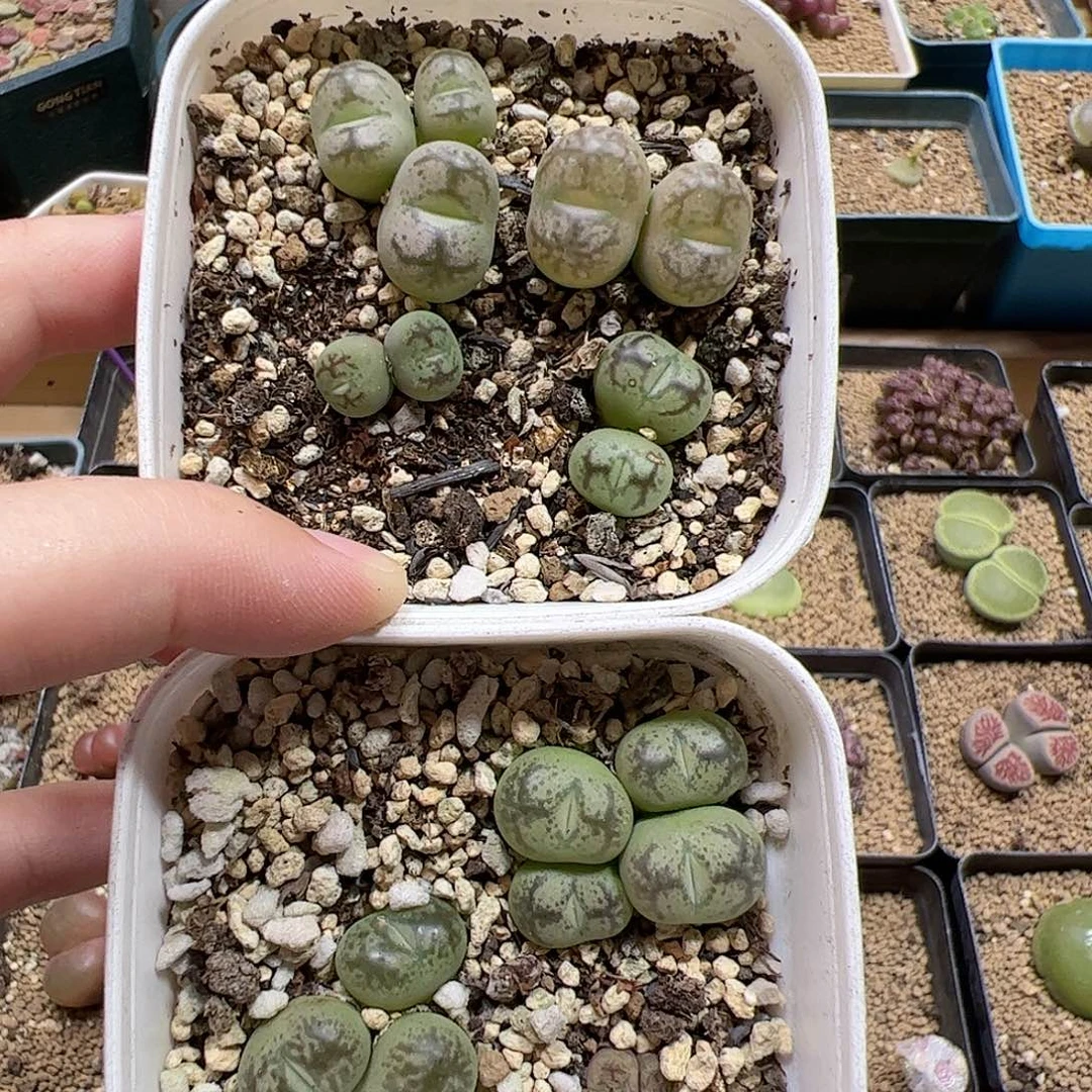 【闪购商品】77 清