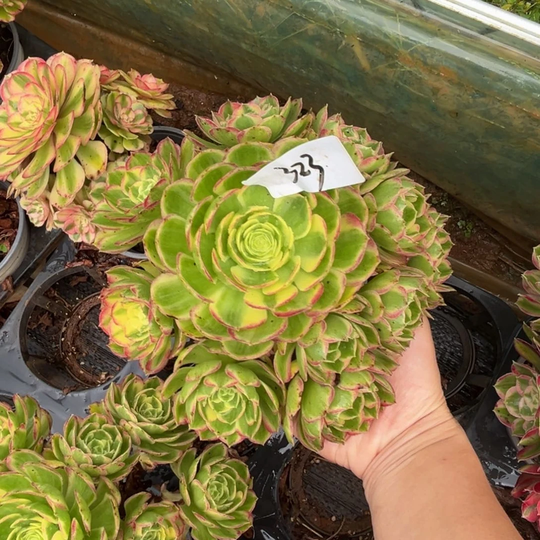 多肉植物323脱土的