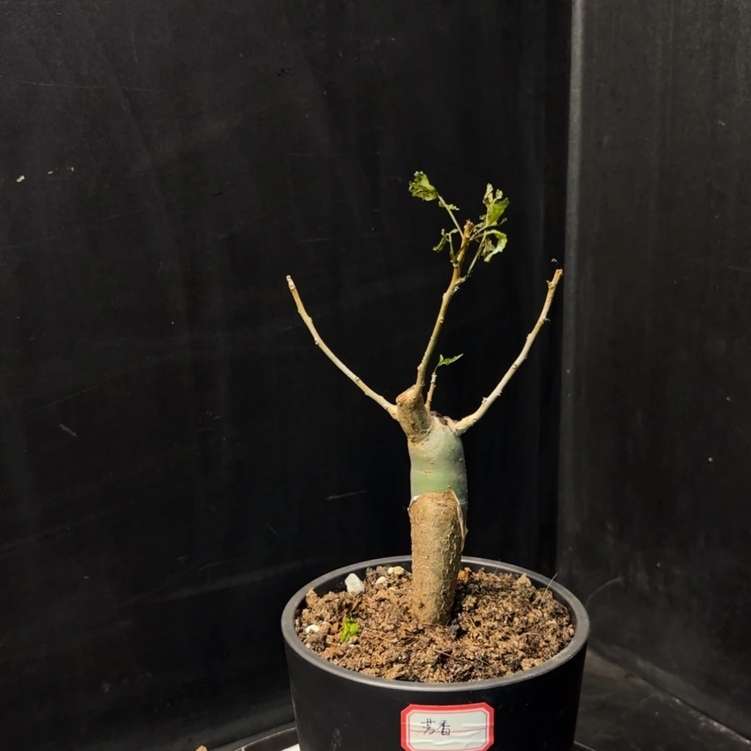 芳香裂榄实生带盆
