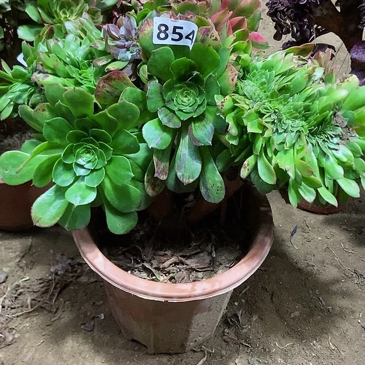 854花月夜缀化老板子法师