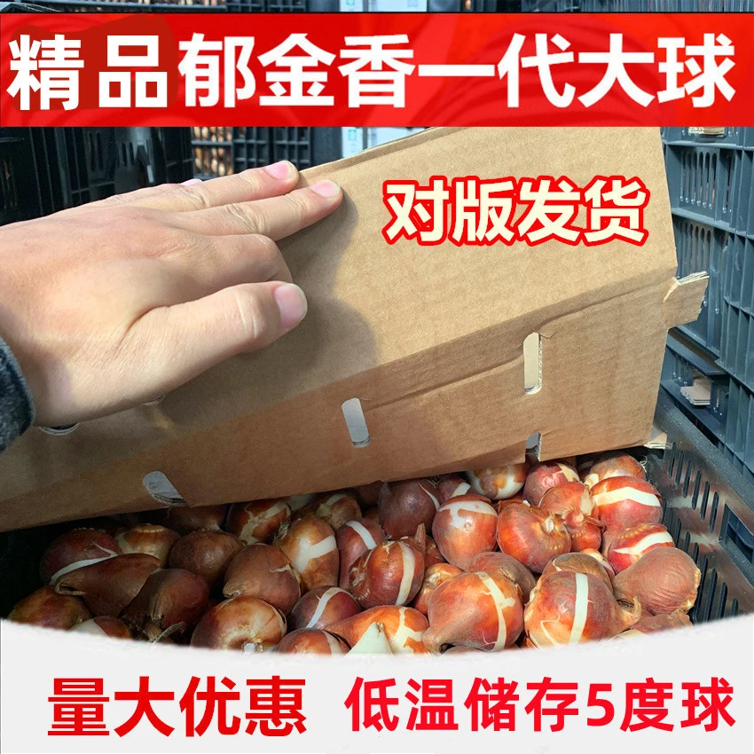 现货批发单瓣品种1粒装5度球室内花卉郁金香盆栽四季开花好养
