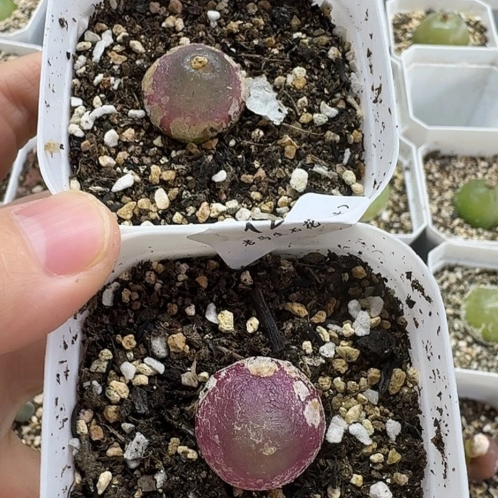 老马生石花2.1灯泡1239