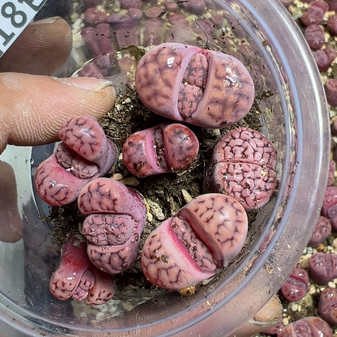 【闪购商品】 639.