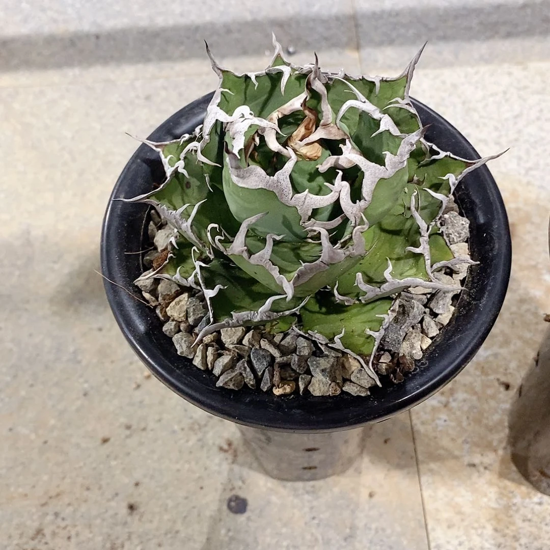 ?****?凯撒。龙舌兰。1111