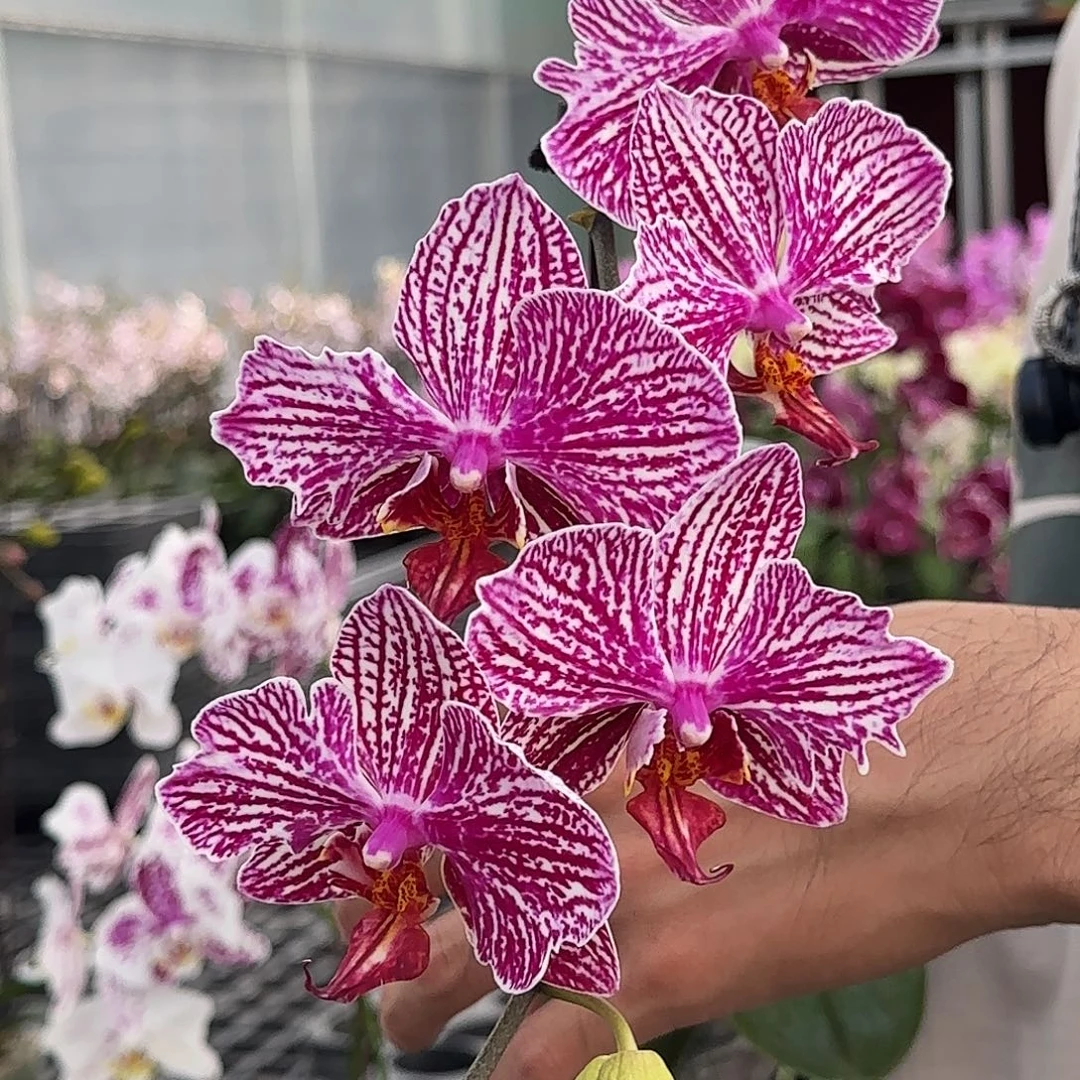 完全开放929/法国斑破烂边