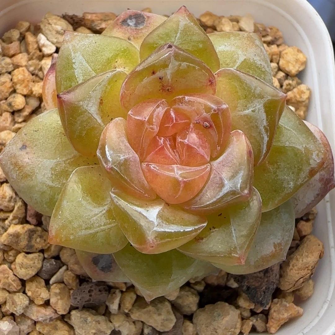 【满29包邮非偏远】685炸福利