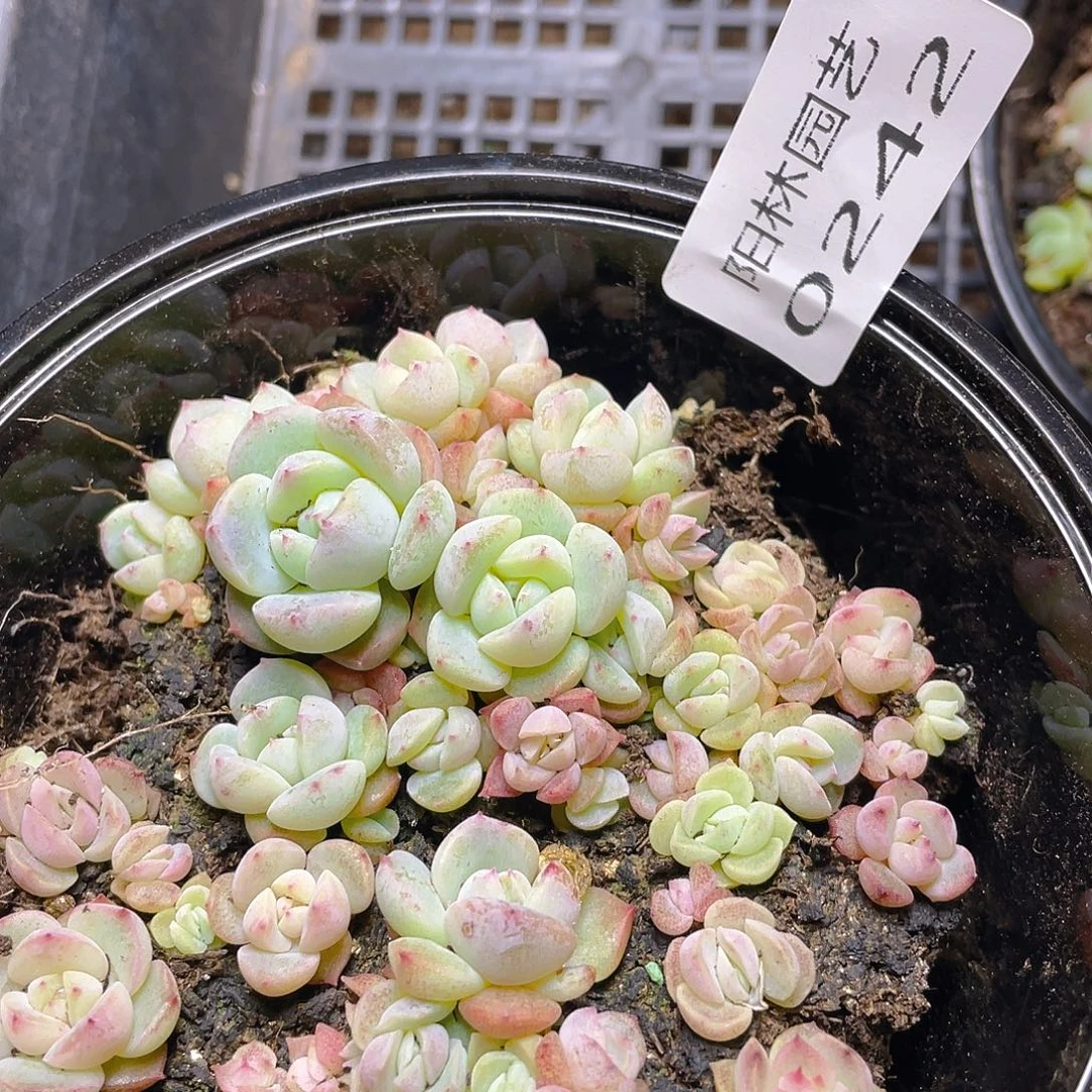 多肉植物多肉植物242