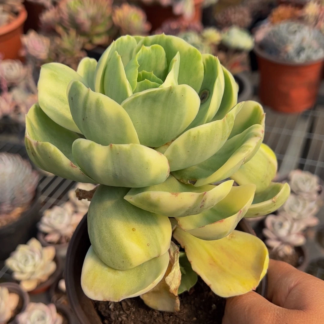 碧桃锦大单头多肉