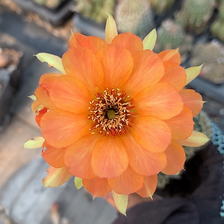 271 侧芽自根丽花6厘米盆