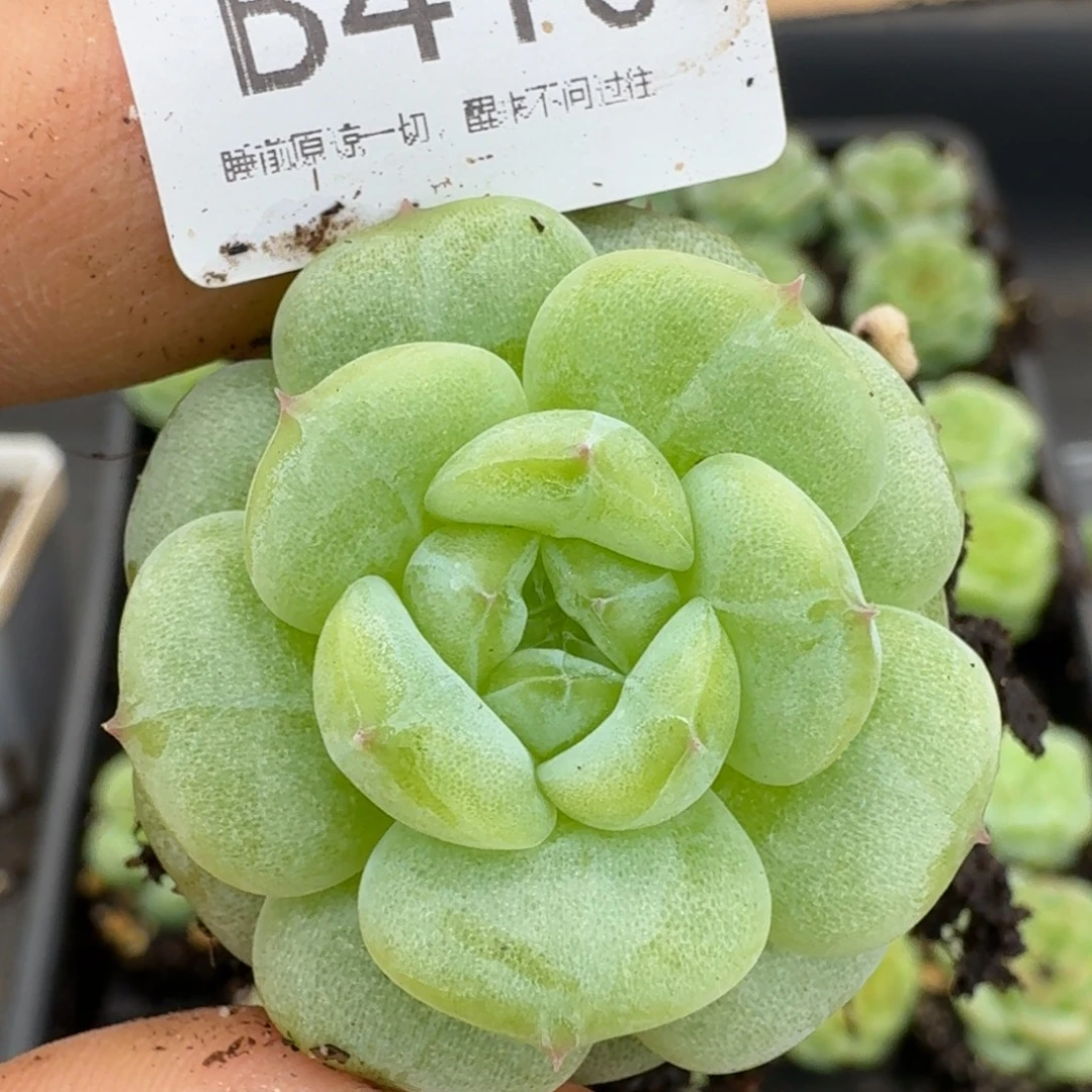 一物一拍一物一拍1102-410