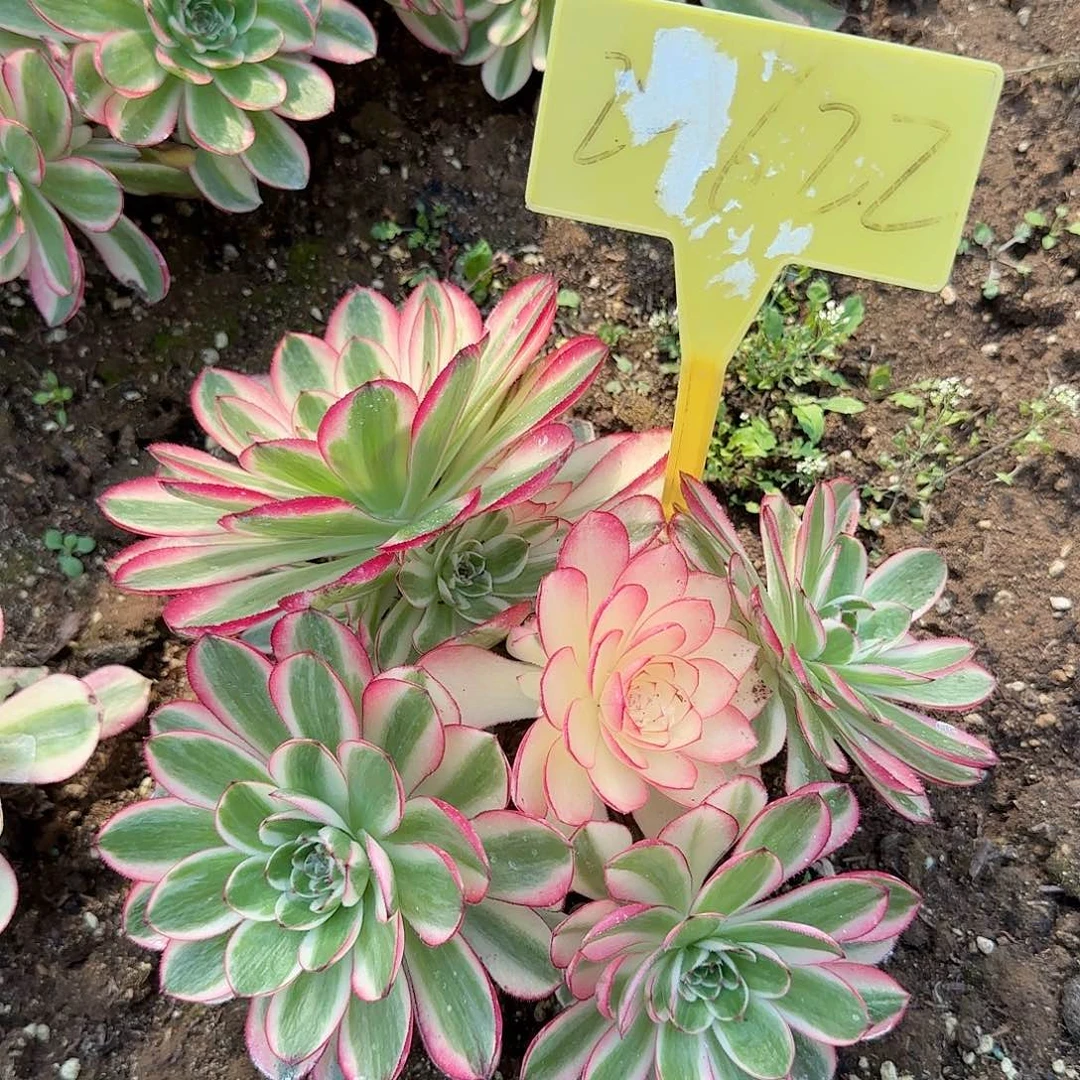 2-622+--多头多肉植物荔枝