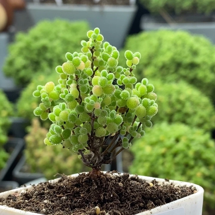 蜜橘糖球8290枝干番杏