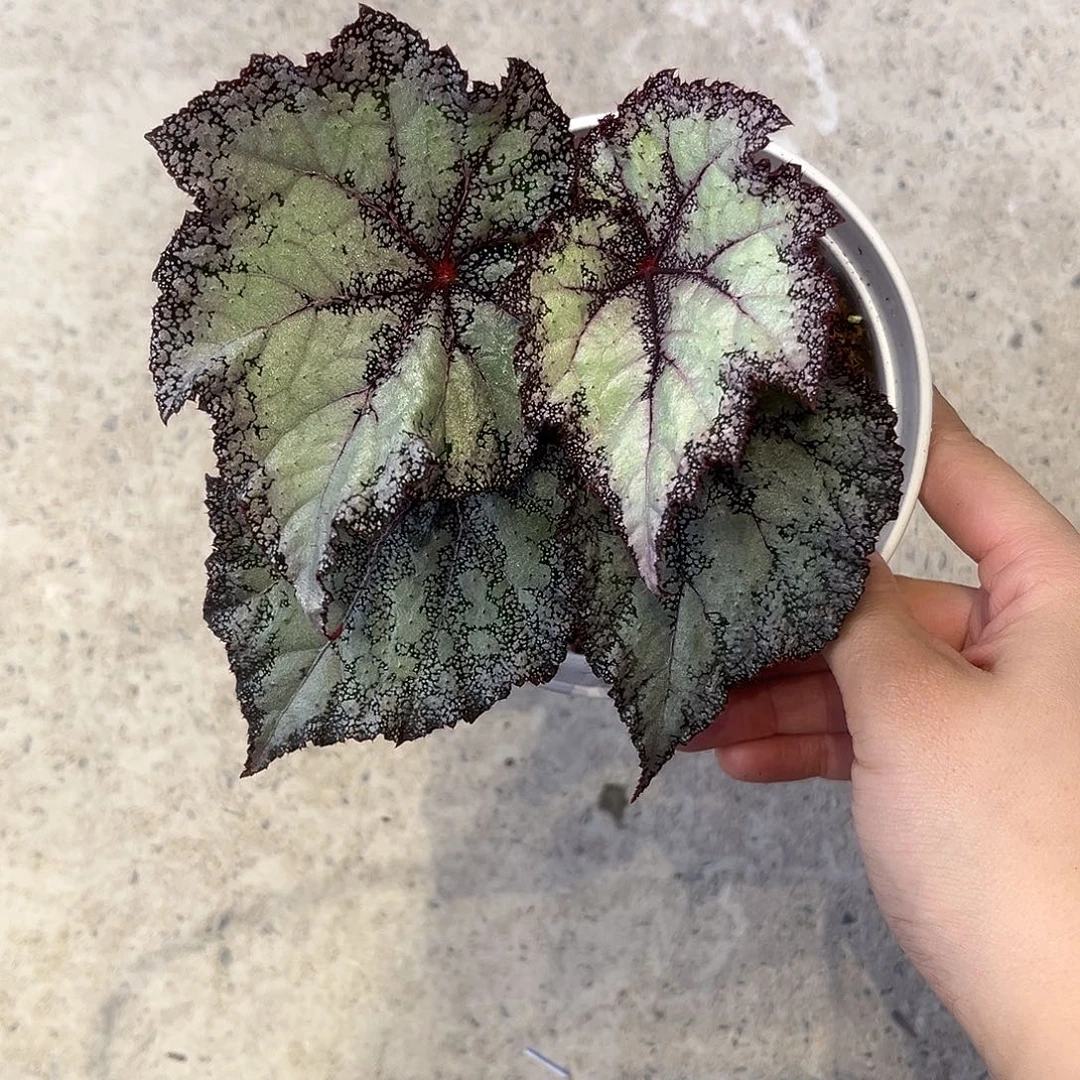 完全开放Ds降雨秋海棠