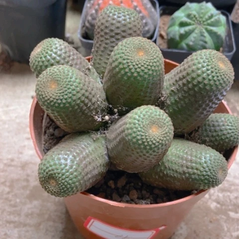 黑蝎子仙人球25米仙人球