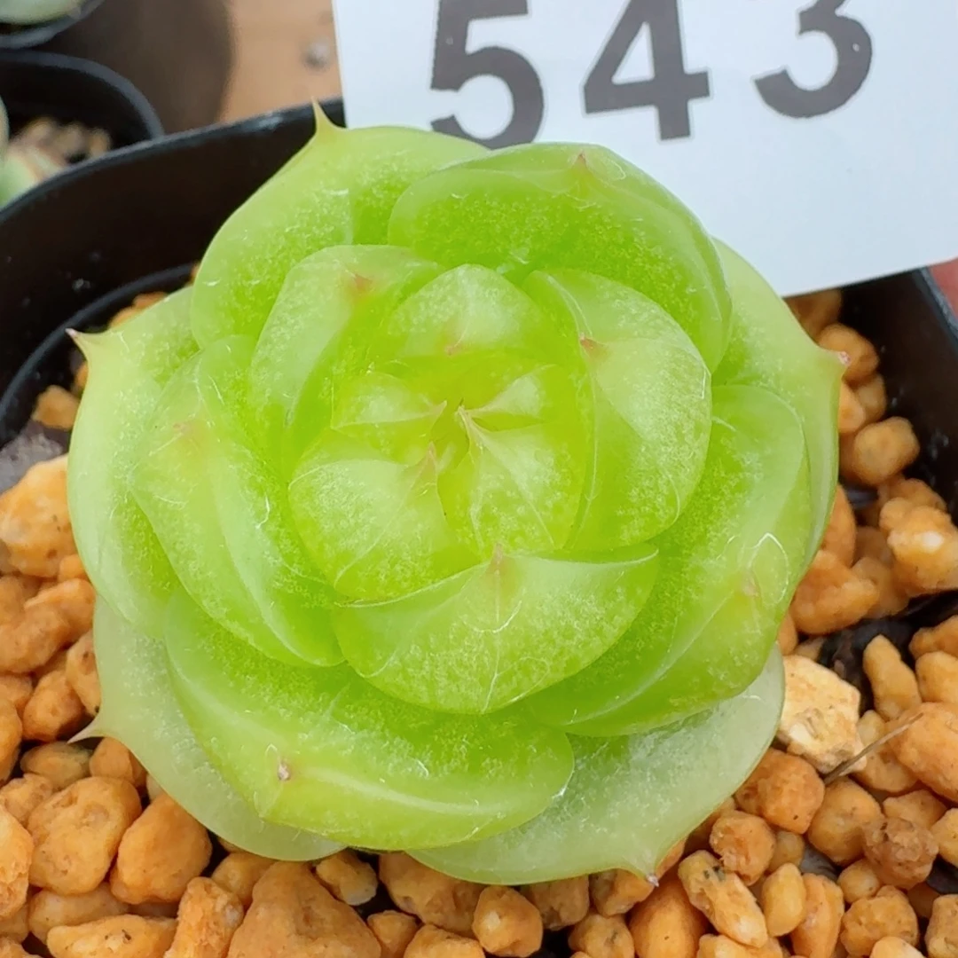 灵耀珍妮            精美多肉植物
