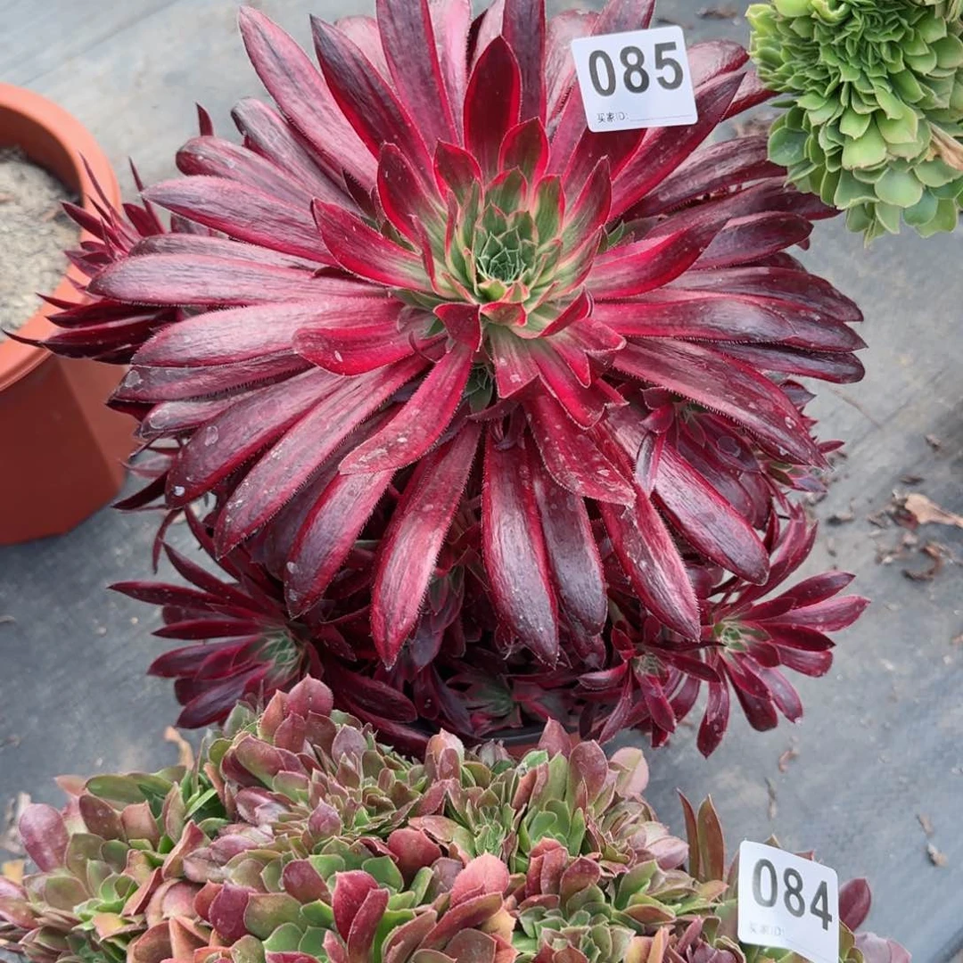 晴*085多肉植物孔雀一个