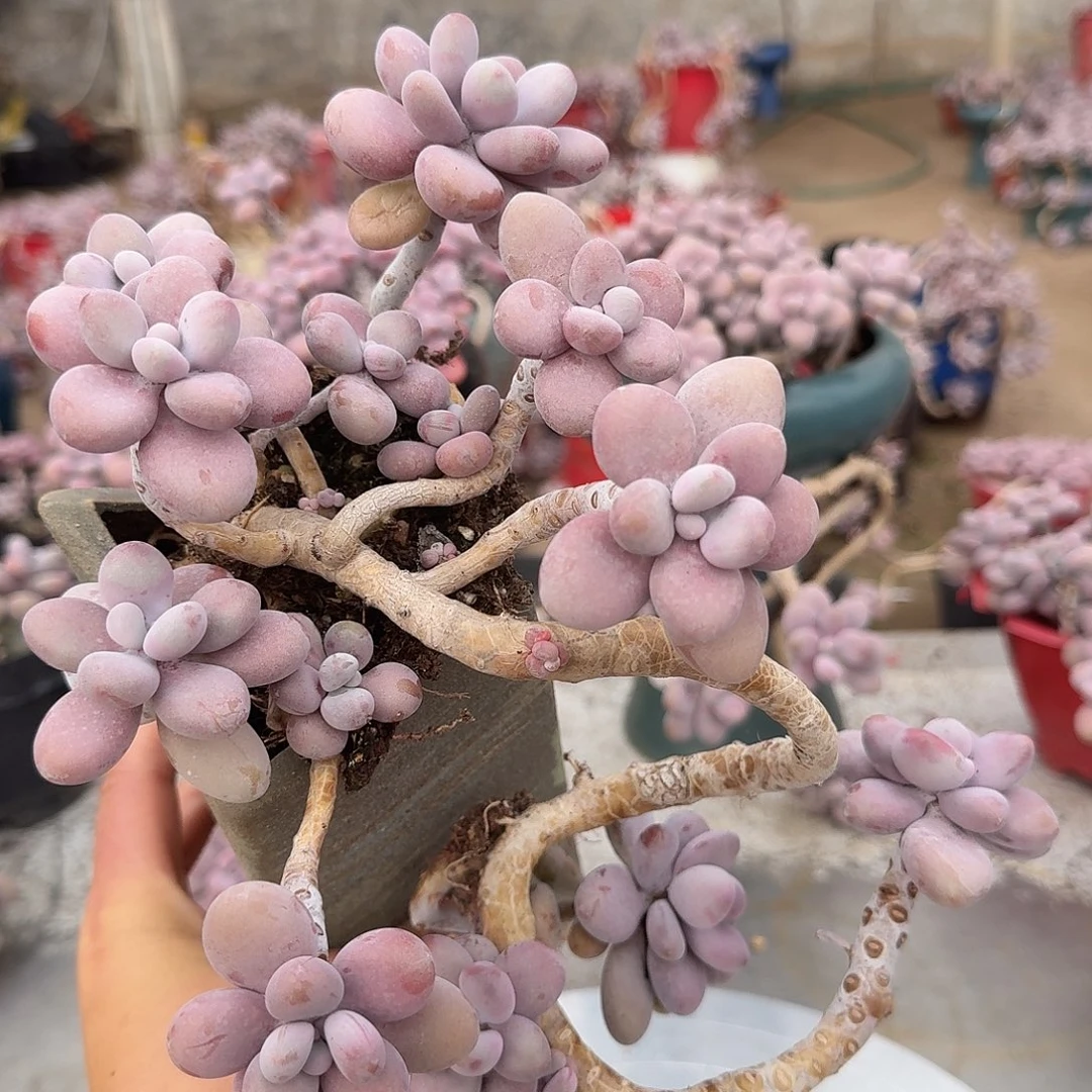 桃蛋老桩不带盆4号