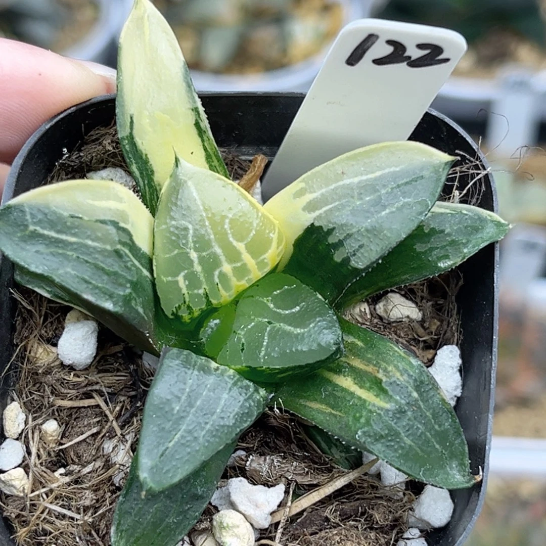 122冰河寿锦fulizhuanc