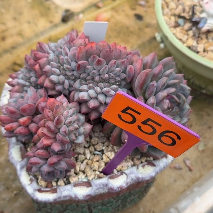 黑曼巴缀一物一拍556