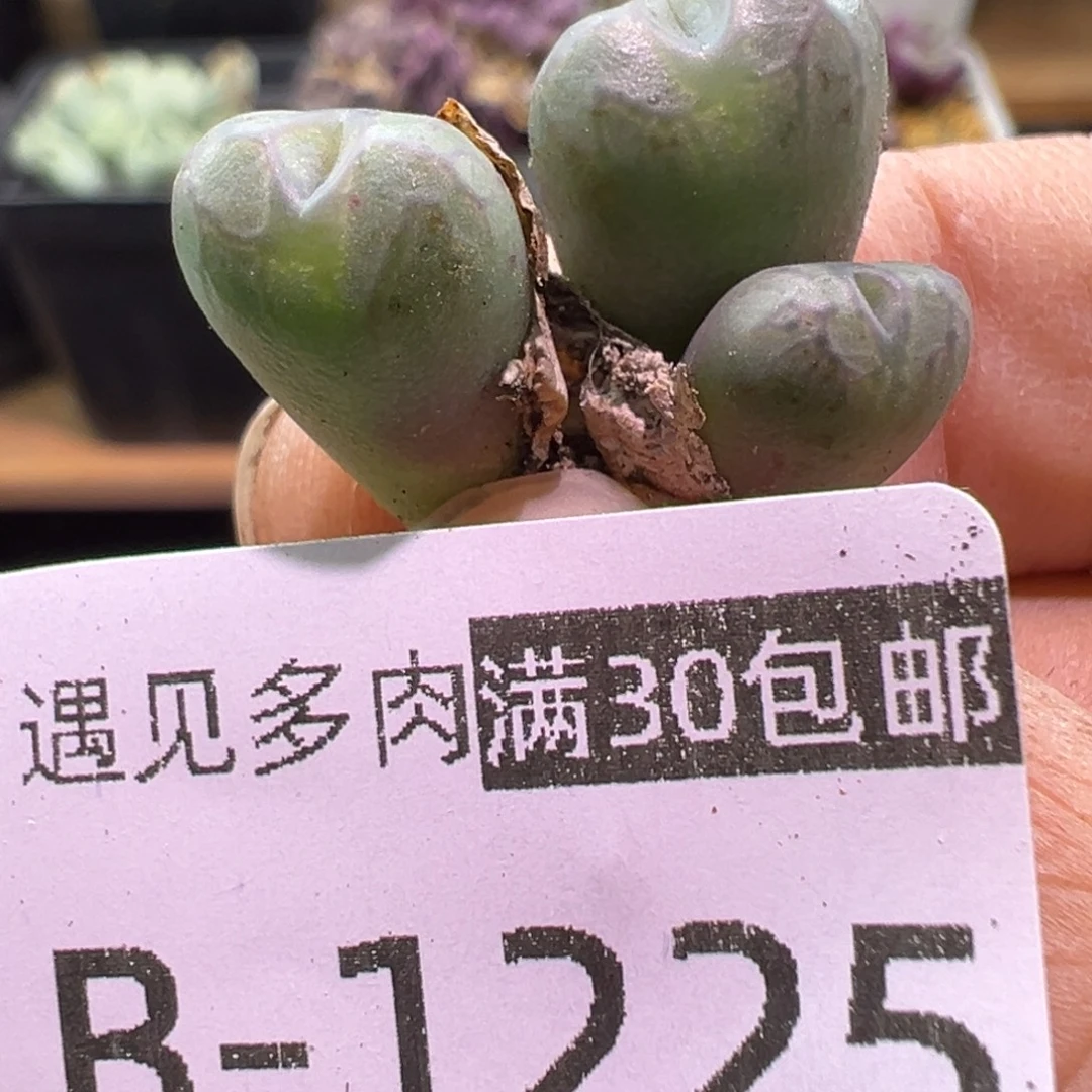 多肉植物11111111111