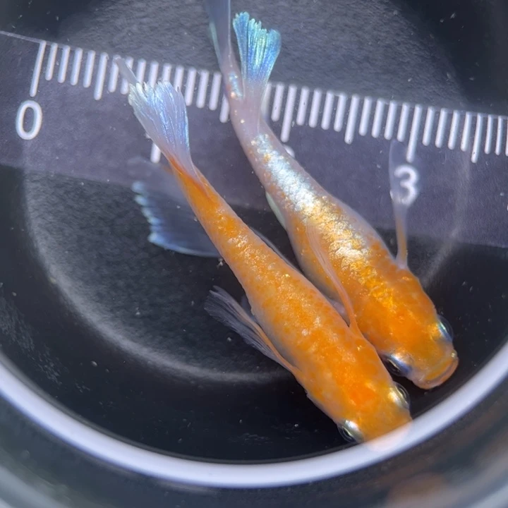 海水鱼3号真长鳍赤壁