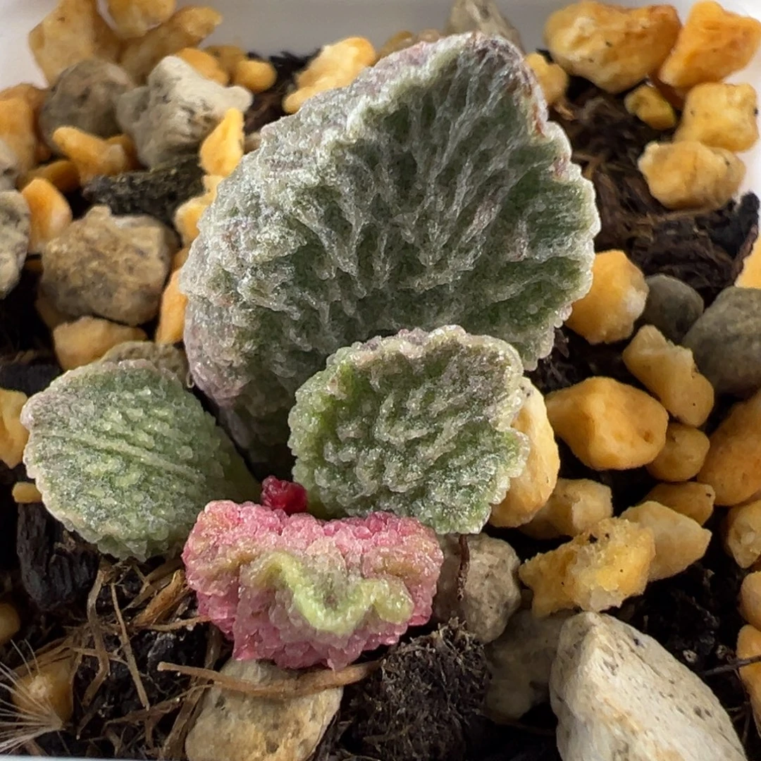 大鱼海棠带倒刺多肉植物