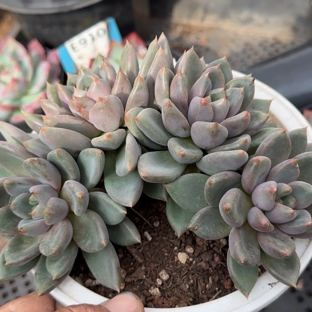 红象牙朵朵惊鸿一物一拍包装收缩花旱